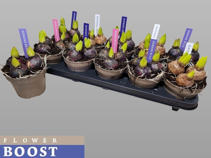 <h4>HYACIN PEAR GEM 4 KL</h4>