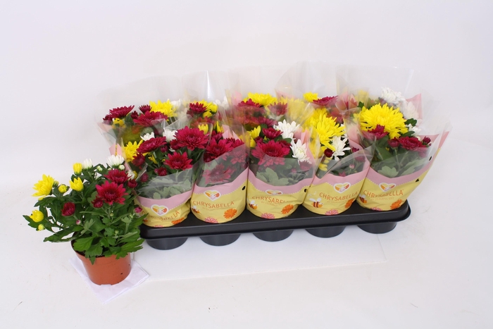 <h4>CHRYS GEVULDBL GEM</h4>