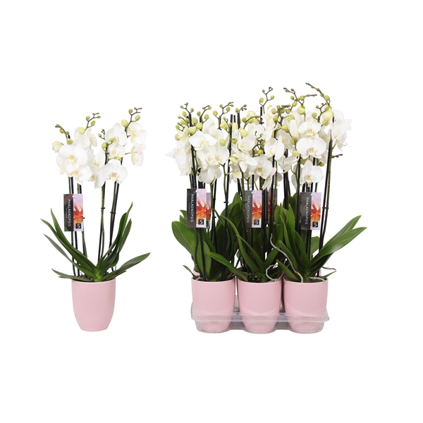 <h4>Phalaenopsis White, 4-spike Pink Ceramics</h4>