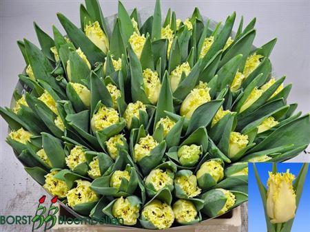 <h4>Tu Fr Rebellious Yel</h4>