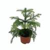 ARAUCARIA HETEROPHYLLA P10