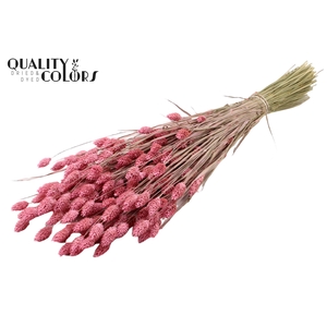 Phalaris per bunch Frosted Pink