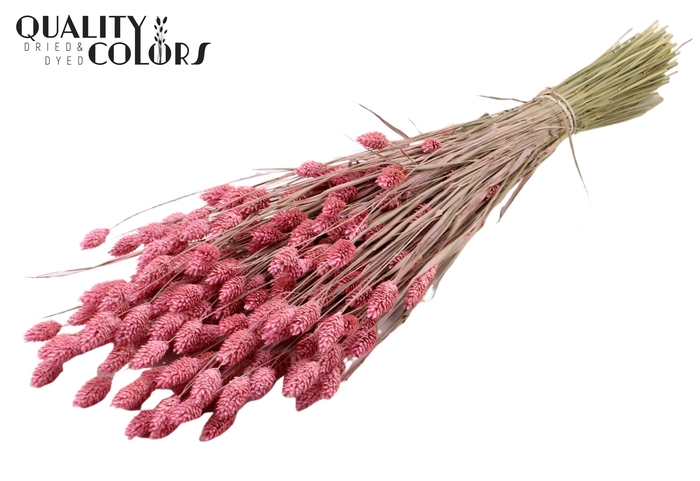 <h4>Phalaris per bunch Frosted Pink</h4>