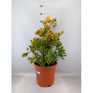 Crassula ovata 'Sunset'