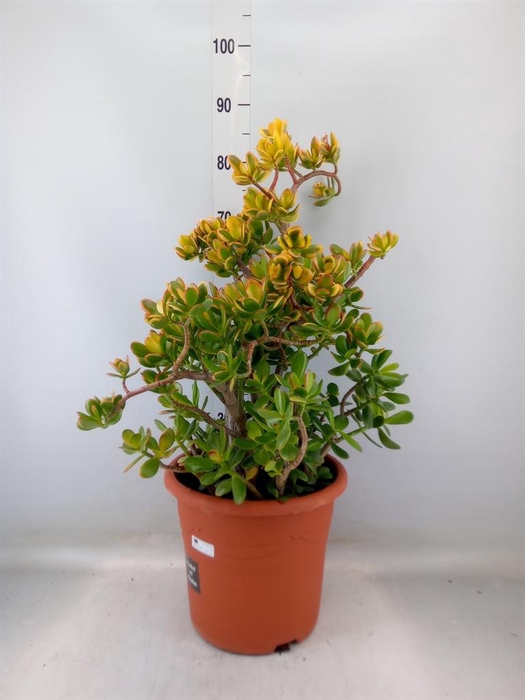 <h4>Crassula ovata 'Sunset'</h4>