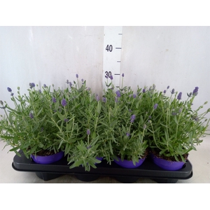 Lavandula angus. 'Cleo-Patio'
