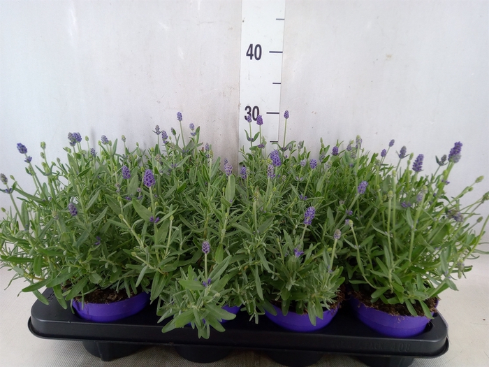 <h4>Lavandula angus. 'Cleo-Patio'</h4>