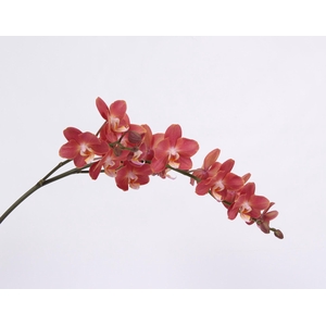 PHAL HORIZON TAK 12+