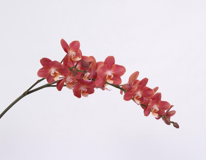 <h4>PHAL HORIZON TAK 12+</h4>