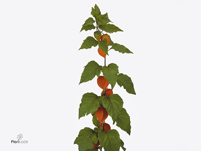 PHYSALIS LAMPION TAK 50 CM