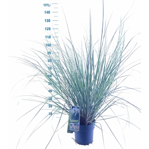 Cortaderia selloana 'Pumila'