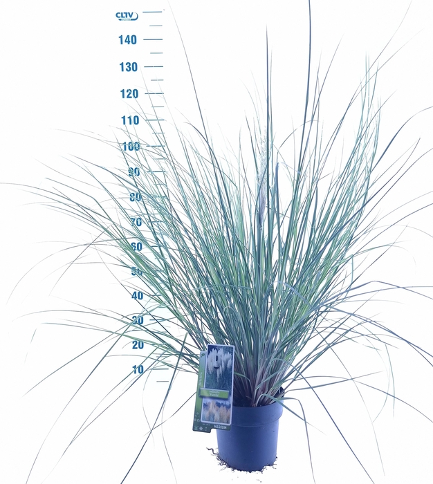 <h4>Cortaderia selloana 'Pumila'</h4>