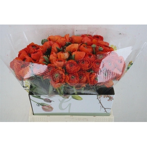 Ran Cloni Ex Mandarino