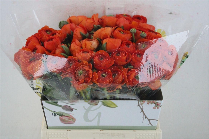 <h4>Ran Cloni Ex Mandarino</h4>