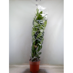 Ficus cyathistipula
