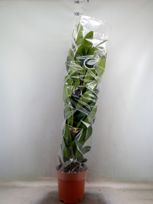 <h4>Ficus cyathistipula</h4>