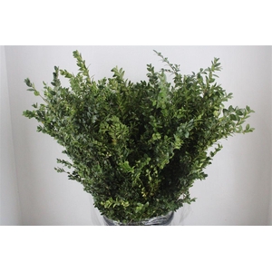 Buxus Green P Bunch