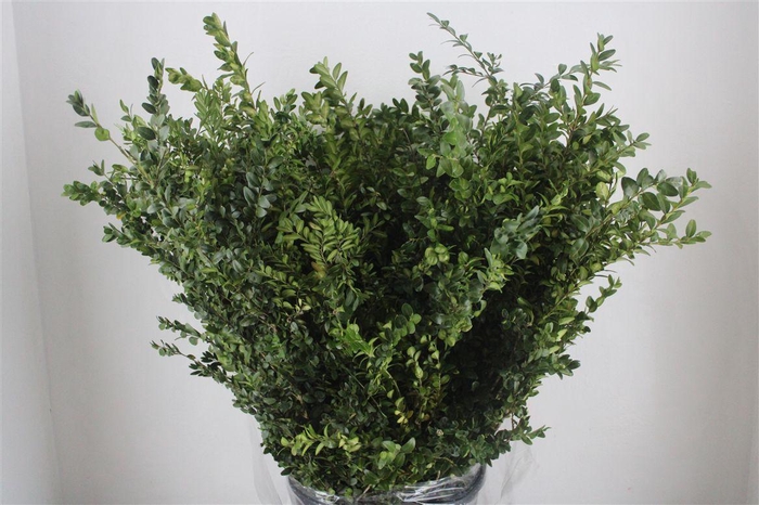 <h4>Buxus Green P Bunch</h4>