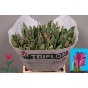 Tulipa co crown of negrita