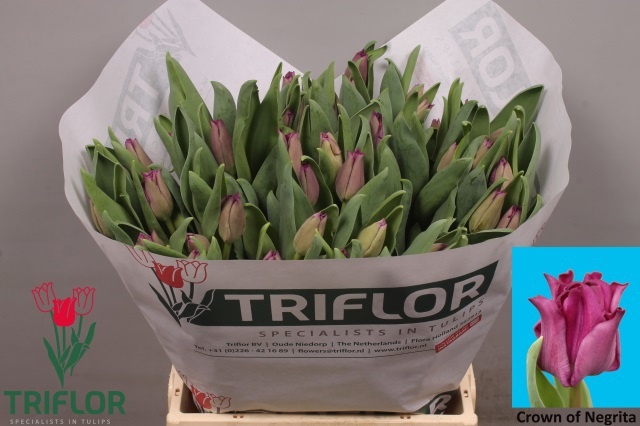 <h4>Tulipa co crown of negrita</h4>