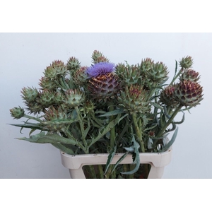 Cynara Cardunculus D van Ooyen