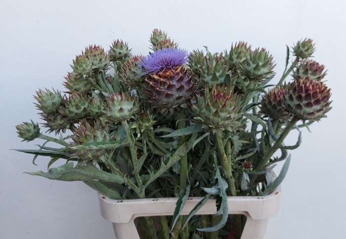 <h4>CYNARA CARDUNCULUS</h4>