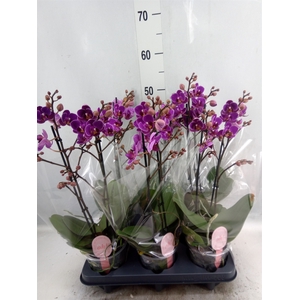 Phalaenopsis multi. 'Ant Merida'