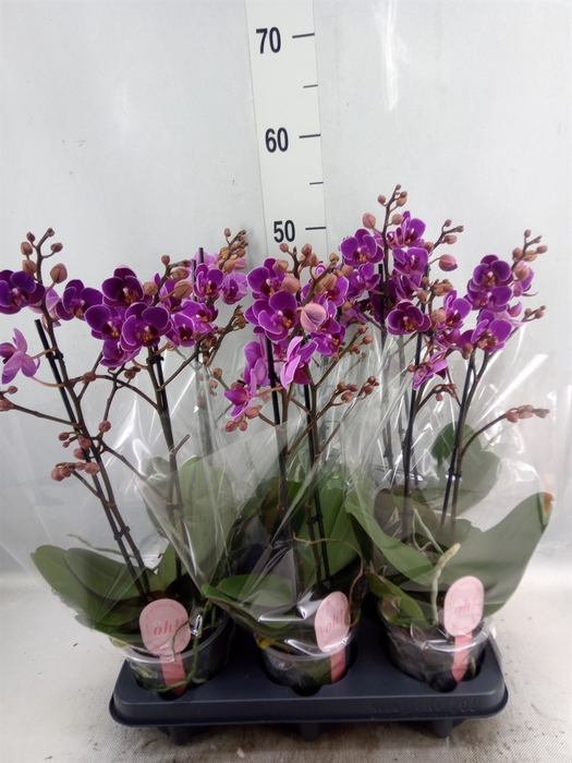 Phalaenopsis multi. 'Ant Merida'