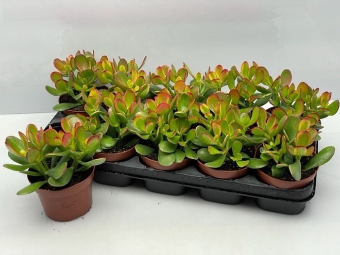 <h4>Crassula ovata Sunset</h4>