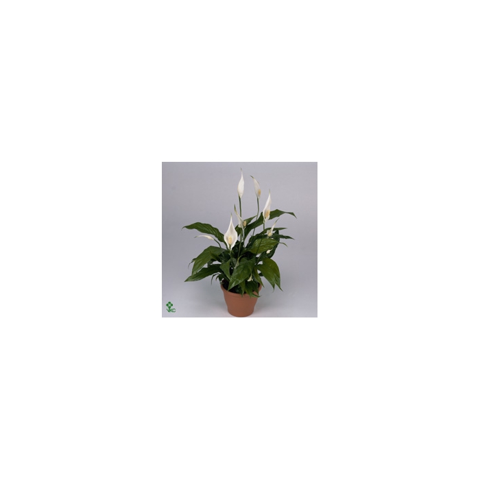 <h4>Spathiphyllum Sweet Benito 13Ø 55cm 7fl</h4>