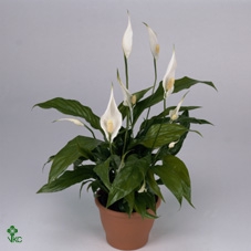 Spathiphyllum  'Sweet Benito'