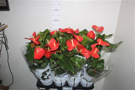 <h4>Anthu An Casparo 3-4 Bloemen+</h4>