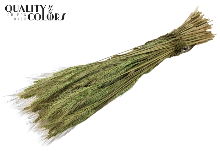 <h4>Triticale per bunch Light Green</h4>