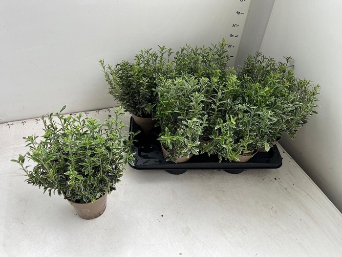 <h4>EUONYMUS JA M ALBOV</h4>