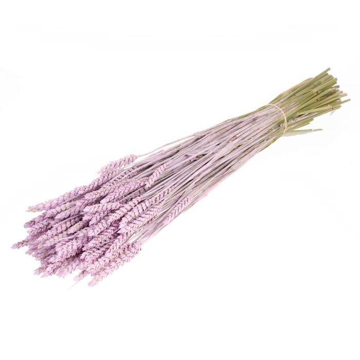 <h4>Tarwe lilac misty</h4>