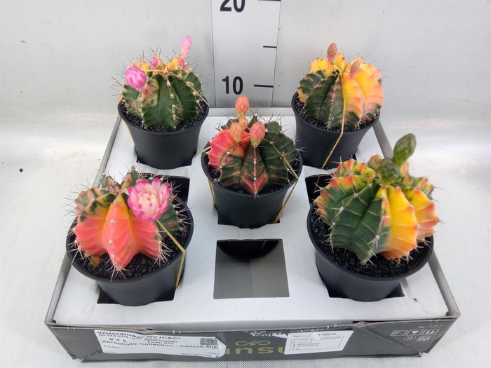 <h4>Cactus   ...</h4>