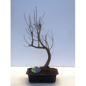 metasequoia glyptostroboides 29 cm shape, without drip tray