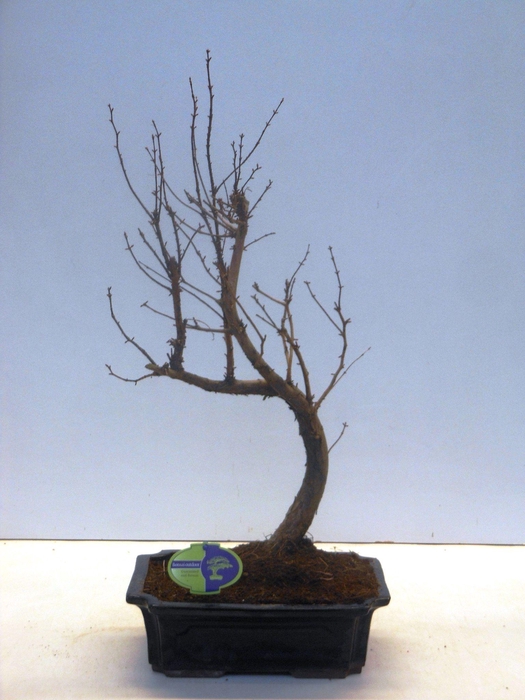 <h4>metasequoia glyptostroboides 29 cm shape, without drip tray</h4>