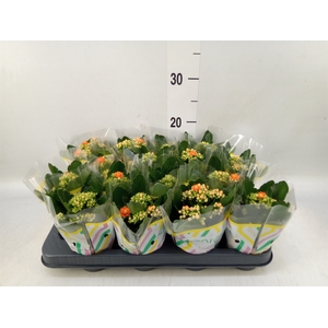 Kalanchoe blos. 'Calandiva Hawn'