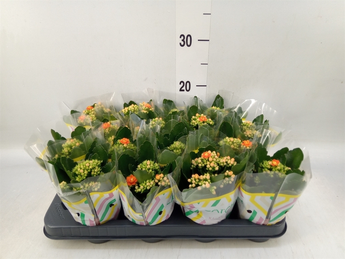 <h4>Kalanchoe blos. 'Calandiva Hawn'</h4>