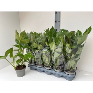 FATSIA OV