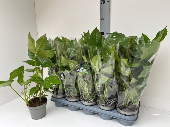 <h4>FATSIA OV</h4>