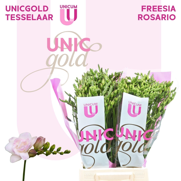 <h4>FREESIA DU ROSARIO UG TESSELAAR - R</h4>