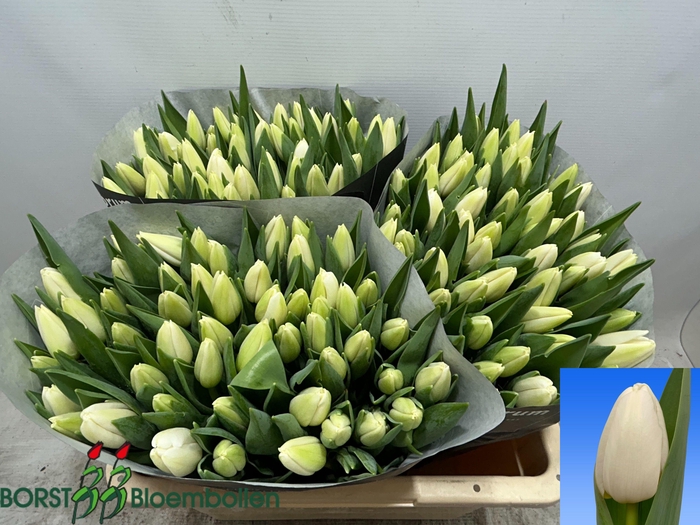 <h4>TU EN POLESTAR</h4>