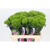 Dianthus Br Kiwi Mellow