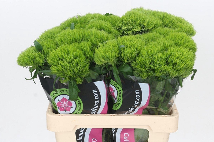 Dianthus Br Kiwi Mellow