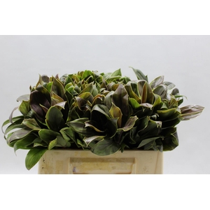 Cordyline Compacta Green 35 Cm