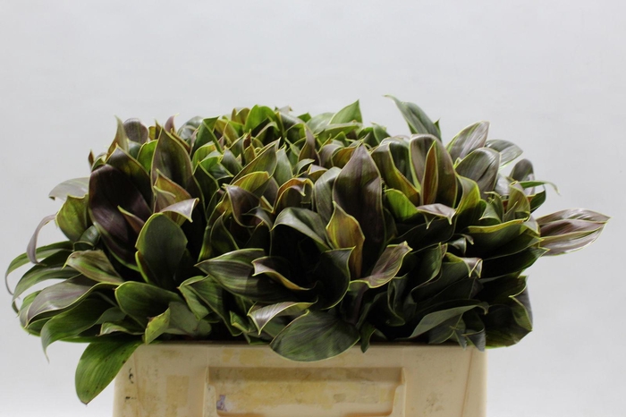 <h4>Cordyline Compacta Green 35 Cm</h4>