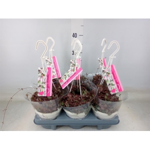 Ceropegia woodii ssp. woodii