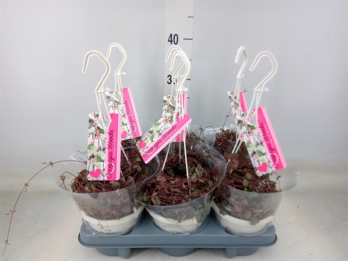 <h4>Ceropegia woodii ssp. woodii</h4>